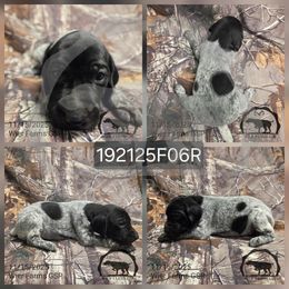 Girl 192125F06R - Black and white female German Shorthaired Pointer puppy in Moyie Springs, Idaho from Wier Farms GSP