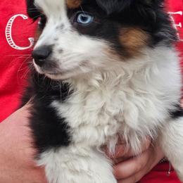 Boy 2 - Black tri male Toy Australian Shepherd puppy in Addy, Washington from Mountain Mama Mastiffs and Tailspin Toy Aussies