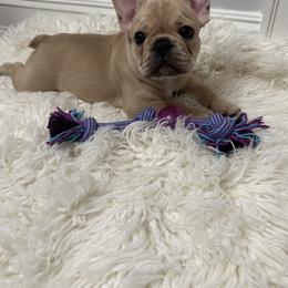 French Bulldog Puppies from Cortney’s Frenchie Farm
