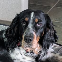 Maggie - English Springer Spaniel