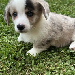 Memphis - Red merle and white male Cardigan Welsh Corgi puppy in Clio, Michigan from Old Oak Cardigans