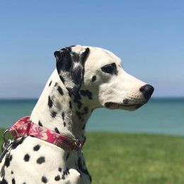 Kimber - Dalmatian