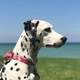 Kimber - Dalmatian
