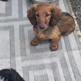 Dachshund Puppies from Miniature Dreams Dachshunds