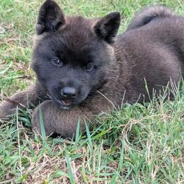 Nebula's Girl 1 - Black female Akita puppy in South Carolina from Sierra Mountain Akitas