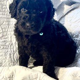 Camryn - Black male Cavapoo puppy in Lexington, Kentucky from Callaway's Cavaliers