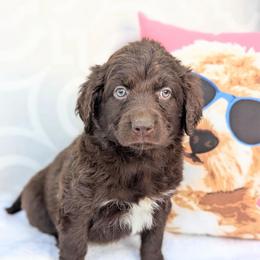 Sadie(Light blue) - Brown and white female Aussiedoodle puppy in Coulee City, Washington from Mr and Mrs Doodle Farm