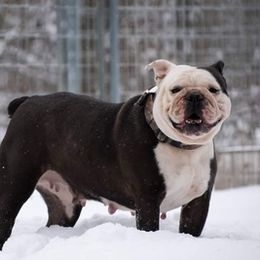 Olde English Bulldogges from Castle Drake Bulldogges