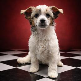Alice - Sable female Chinese Crested puppy in Destin, Florida from Fairy Tale Cresteds