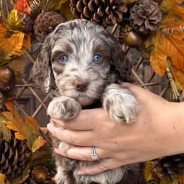 Willow - Merle female Goldendoodle puppy in Enumclaw, Washington from Owen-a-Doodle