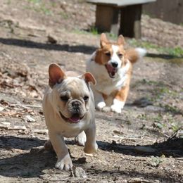 French Bulldogs from Rippling Water Frenchies
