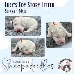 Slinky - Fawn and white male Sheepadoodle puppy in Blairstown, New Jersey from C3 Sheepadoodles