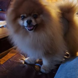 Pomeranian All Grown Up from Andrea's Pomeranians