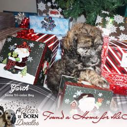 Bernedoodle Puppies from A Star is Born Doodles