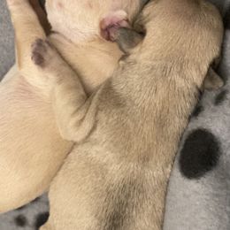 French Bulldog Puppies from Nordic Nuggets