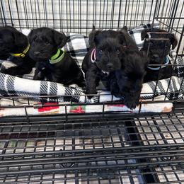 Blue Collar - Black male Miniature Schnauzer puppy in Springfield, Tennessee from My Lovable Schnauzers