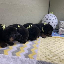 River - Black and tan male German Shepherd puppy in Stanardsville, Virginia from Majestic K9 LLC