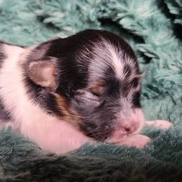 Amaya - White black and tan Papillon puppy in Pnw, Washington from Silhouette Papillons