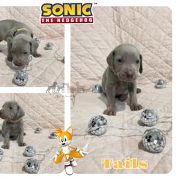 TAILS - Silver gray male Weimaraner puppy in Ferrum, Virginia from LAAT Weims