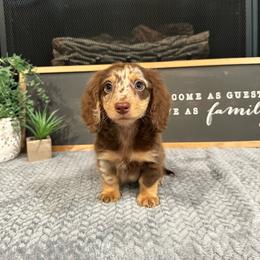Ranger - Chocolate and tan male Dachshund puppy in Stilwell, Oklahoma from B & K Dachshunds