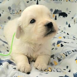 Boy 1 - Light golden male Golden Retriever puppy in Campton, Kentucky from ElkRidge Goldens