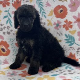 Mayfly - Brindle female Poodle puppy in Overbrook, Kansas from Hidden Springs Poodles LLC