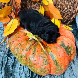 Tuxie - Black female Miniature Schnauzer puppy in Moreauville, Louisiana from Bayou Schnauz and Dals