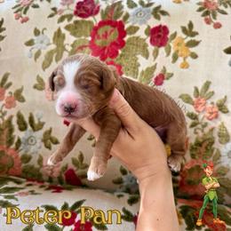 Peter Pan - Red  male Goldendoodle puppy in Aubrey, Texas from The Parrish Doods