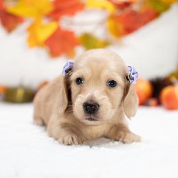 Annie - Cream female Dachshund puppy in Lagrange, Indiana from Royal Paws