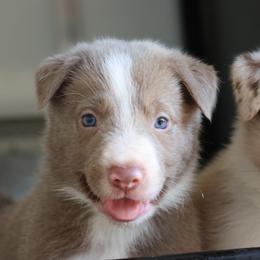 Tino - Lilac male Border Collie puppy in Courtland, Alabama from C Bar C Ranch Border Collies
