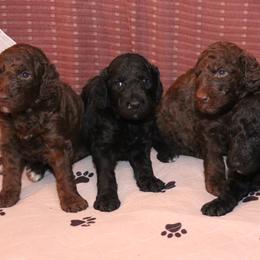 Poodle Puppies from RK'S Pets