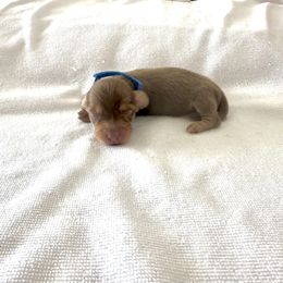 Dark Blue - Dapple male Dachshund puppy in Silver Springs, Florida from DeMarsh's Dachshunds