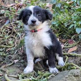 Psychic - Black and white female Border Collie puppy in East Brady, Pennsylvania from Riverwood