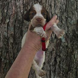Red - Liver white and roan male English Springer Spaniel puppy in Henagar, Alabama from Windy Oak Kennels