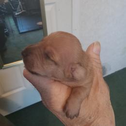 Girl 1 - Red female Dachshund puppy in Warrenville, South Carolina from Sherman's Dachshunds