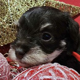 Miniature Schnauzers from AKC Nordwest Schnauzers