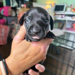REBA - Black female Dachshund puppy in Channahon, Illinois from Lord Frank’s Mini Weeniers