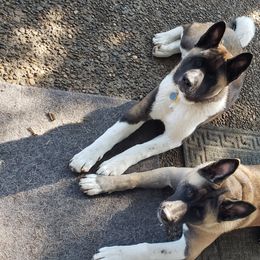 Akita Puppies from Mizuki Akita LLC.