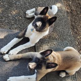 Akita Puppies from Mizuki Akita LLC.