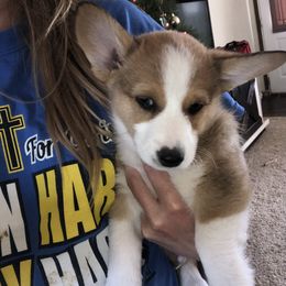 Pembroke Welsh Corgi Puppies from Loves Classic Corgis