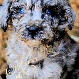 Marky - Price 1850 - Blue merle male Aussiedoodle puppy in Ennis, Texas from God’s Little Aussies