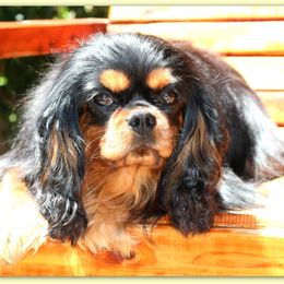 Inca - Cavalier King Charles Spaniel