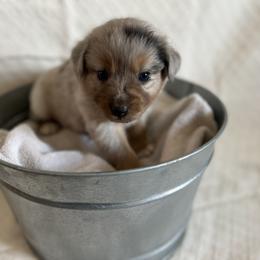 Australian Shepherd Puppies from Prairie Skies Farm