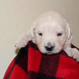 Girl 2 - Light golden female Golden Retriever puppy in Chehalis, Washington from Tradition Golden Retrievers