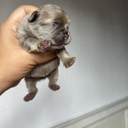 Millie - Fawn female French Bulldog puppy in Porter, Texas from Whatabulldog