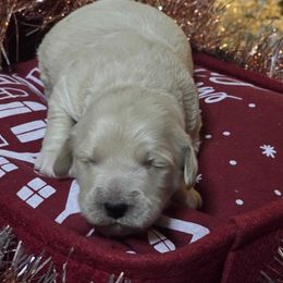 Blitzen - Apricot male Goldendoodle puppy in Home, Pennsylvania from Plum Creek Acres Next Generation