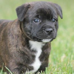 Staffordshire Bull Terriers from Lisa's Staffordshire Bull Terriers