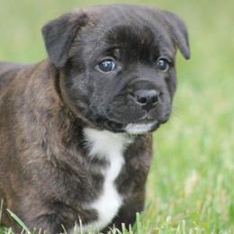 Staffordshire Bull Terriers from Lisa's Staffordshire Bull Terriers