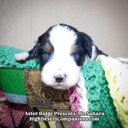 Mr. Sahara - Black tri male Toy Australian Shepherd puppy in Dolan Springs, Arizona from High Desert Companions