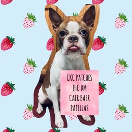 Patches - Boston Terrier